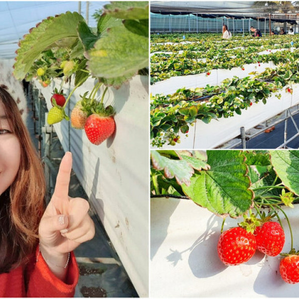 台南市 觀光 觀光工廠‧農牧場 七股莓開眼笑草莓園