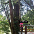拉拉山神木步道 照片