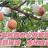 尖石鄉水蜜桃 照片