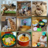 貓谷貓咪餐廳【有50隻貓】 照片