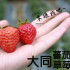 新竹市 大同番茄草莓園 照片