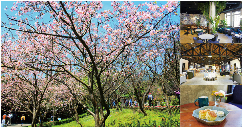 春暖花開揪人一起去賞花吧！台北市花草療癒浪漫小旅行很輕鬆，賞花、午茶、逛改建老屋樂活又療癒