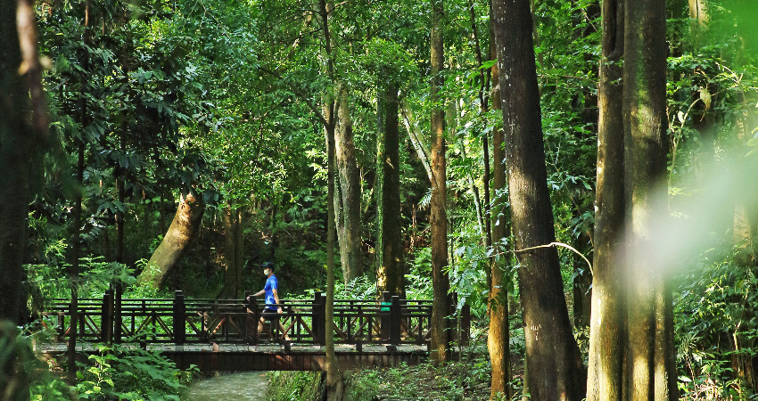 嘉義樹木園前身是嘉義埤仔頭護謨苗園於1908 年成立的試驗據點，為台灣第三大古老的植物園， 更有著「台灣外來三大熱帶樹木園之首」的美稱