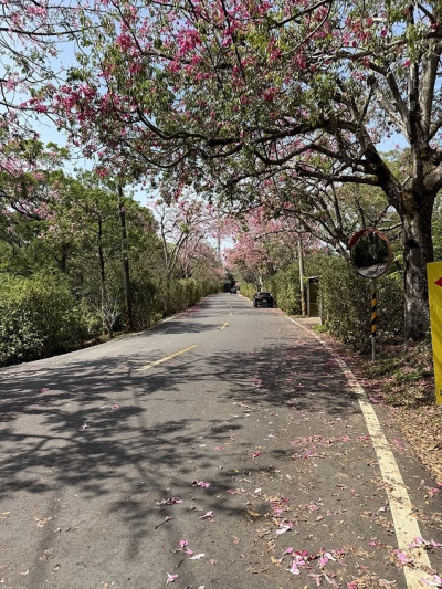 2025從粉紅花海走進海底龍宮,我的淡水奎柔山路(北8)美人樹大道與石門台灣珊瑚貝殼廟一日小旅行。
