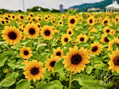 台北市中山區【2025台北賞花 樂遊趣】大佳河濱公園 向日葵花海金黃燦爛 紫色波斯菊花粉浪漫 自行車道自由行 親子共融遊戲區 愛就跟我一起快樂Go !