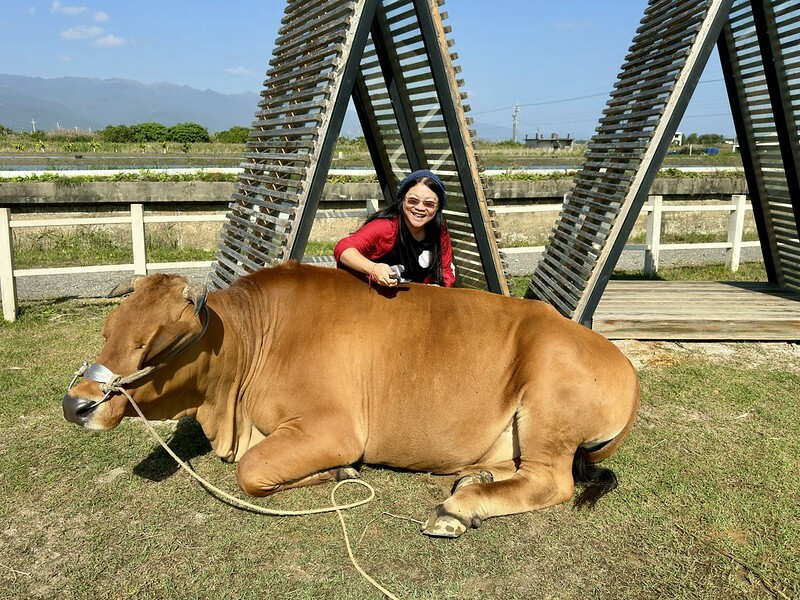宜蘭壯圍 | 牛頭司體驗農場與牛零距離接觸；幫牛洗澡、餵食、刷毛、牽牛散步、體驗牛糞爆米花...等。（以牛
