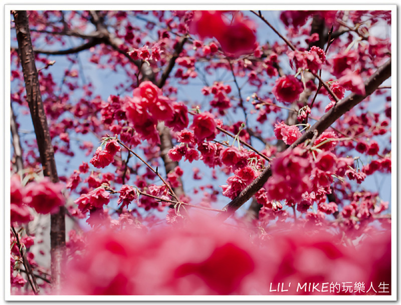 [遊憩] 台北市 - 永靜公園．處女拍之櫻花朵朵開