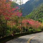 西羅岸步道